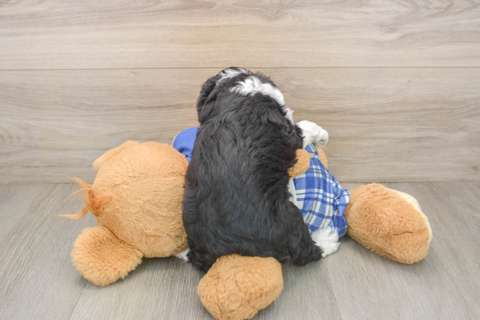 Petite Mini Aussiedoodle Poodle Mix Pup