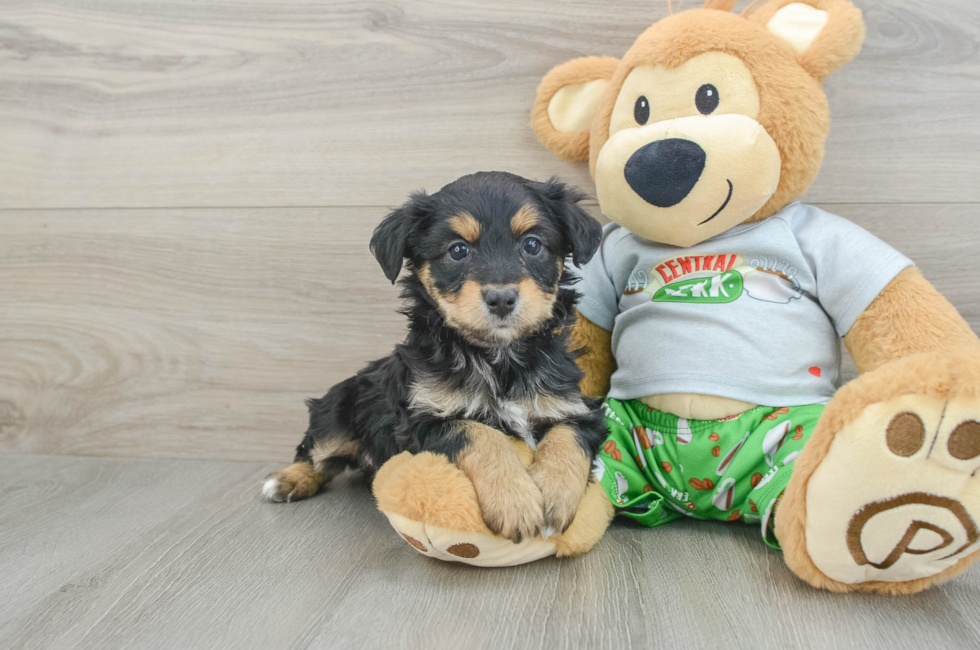 6 week old Mini Aussiedoodle Puppy For Sale - Florida Fur Babies