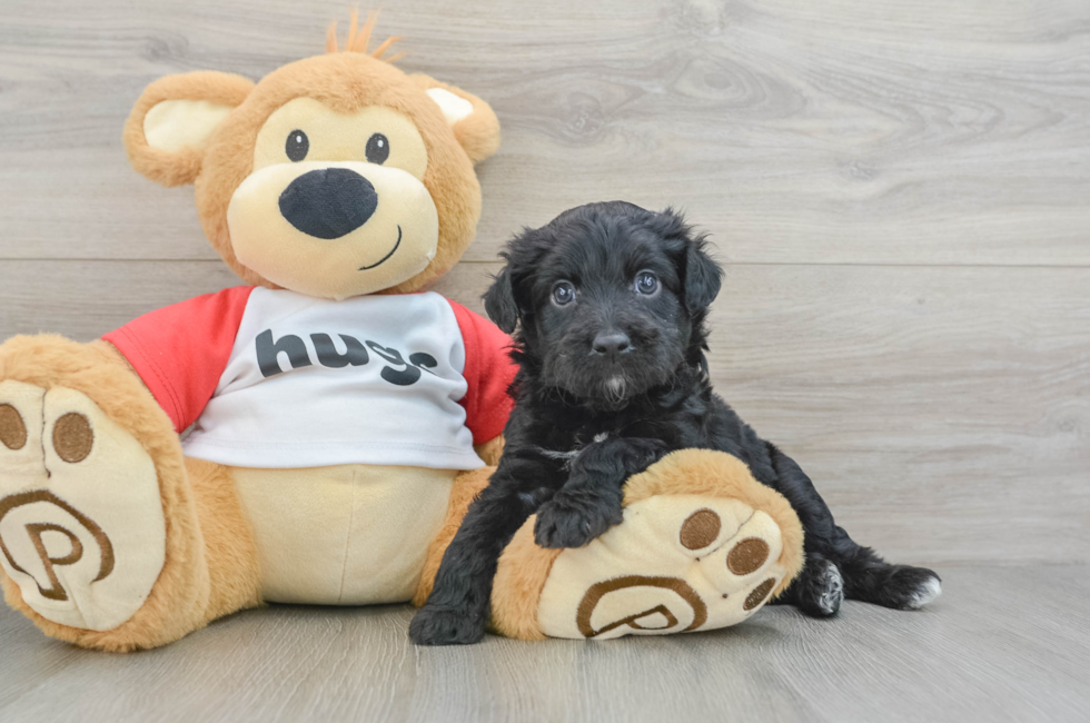 6 week old Mini Aussiedoodle Puppy For Sale - Florida Fur Babies