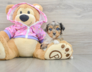 8 week old Mini Aussiedoodle Puppy For Sale - Florida Fur Babies