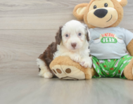 7 week old Mini Aussiedoodle Puppy For Sale - Florida Fur Babies