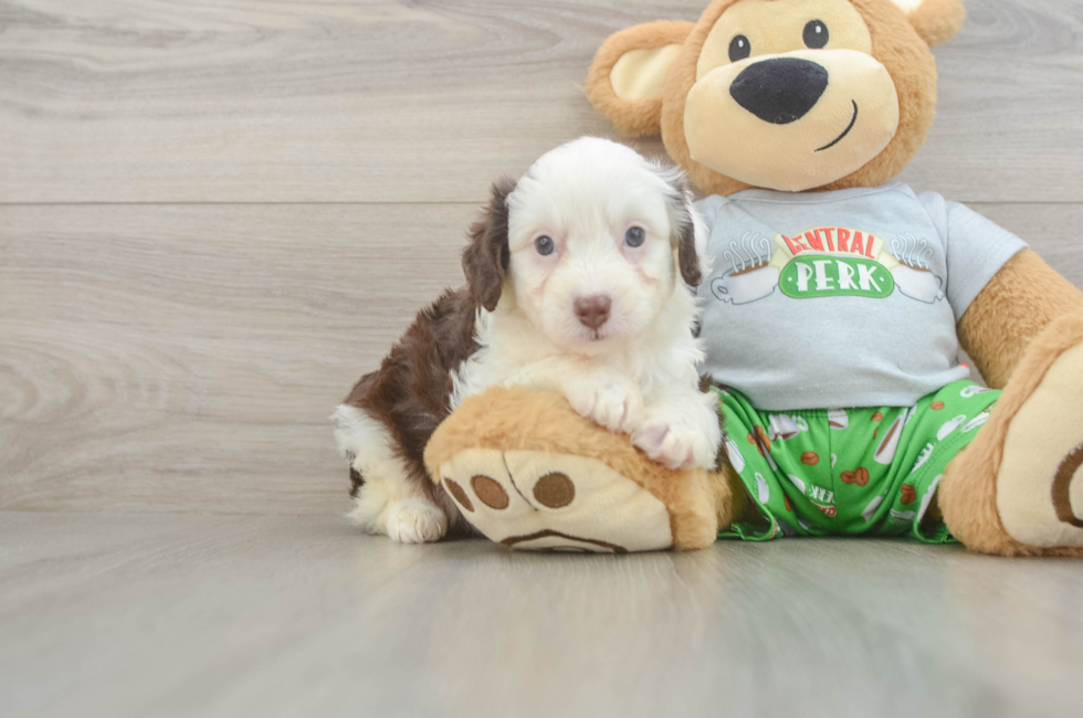 5 week old Mini Aussiedoodle Puppy For Sale - Florida Fur Babies