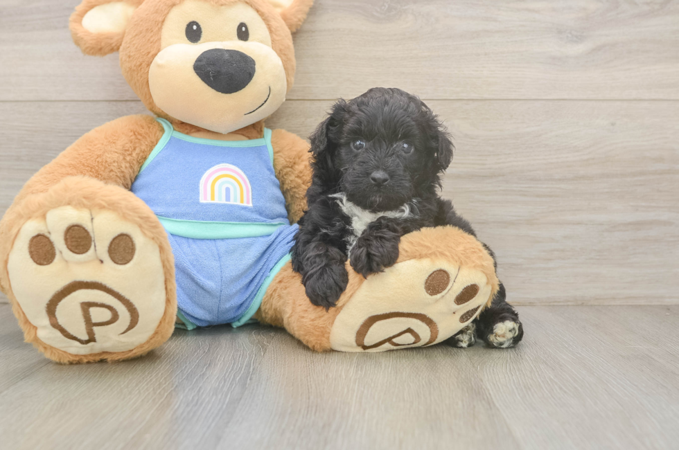 5 week old Mini Aussiedoodle Puppy For Sale - Florida Fur Babies
