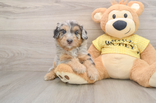 Best Mini Aussiedoodle Baby