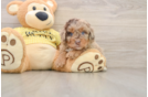 Petite Mini Aussiedoodle Poodle Mix Pup