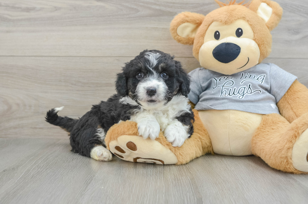 5 week old Mini Aussiedoodle Puppy For Sale - Florida Fur Babies