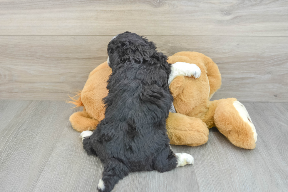 Mini Aussiedoodle Puppy for Adoption