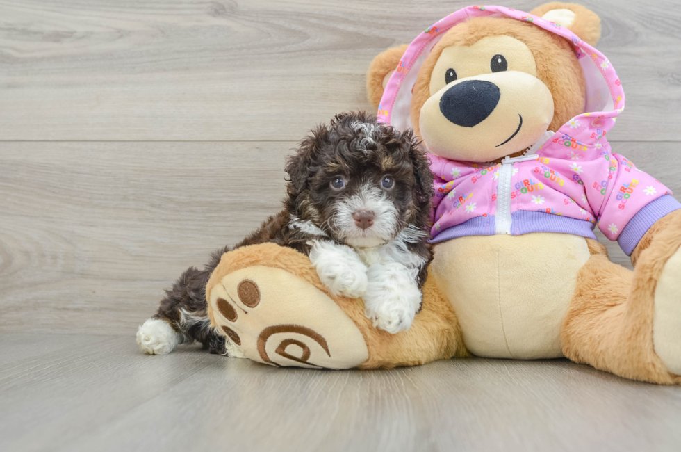 6 week old Mini Aussiedoodle Puppy For Sale - Florida Fur Babies