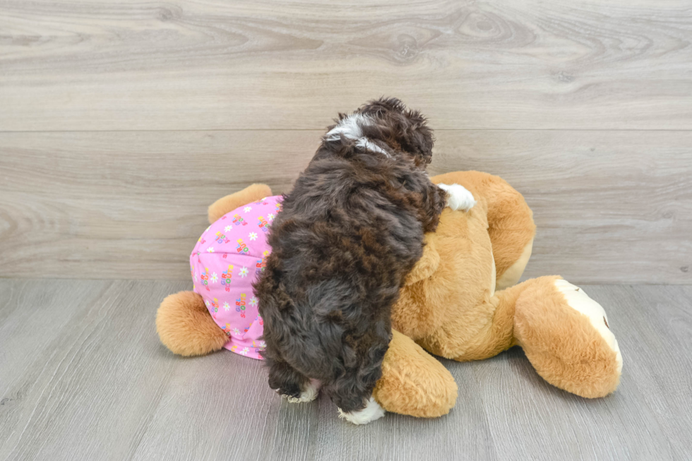 Best Mini Aussiedoodle Baby