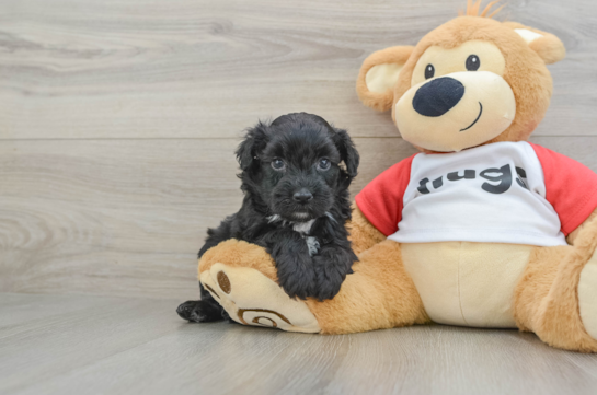 Best Mini Aussiedoodle Baby