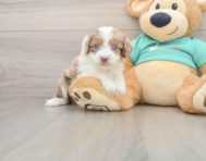 7 week old Mini Aussiedoodle Puppy For Sale - Florida Fur Babies
