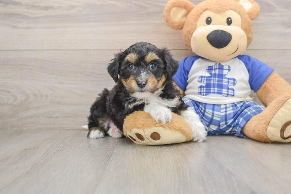 Hypoallergenic Aussiepoo Poodle Mix Puppy