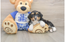 Best Mini Aussiedoodle Baby