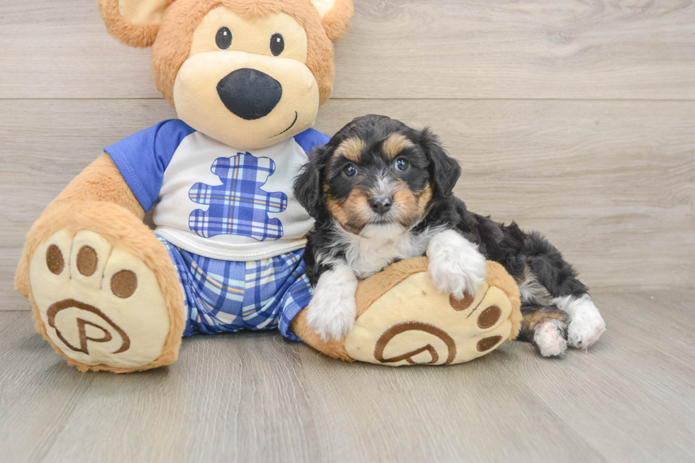 Best Mini Aussiedoodle Baby