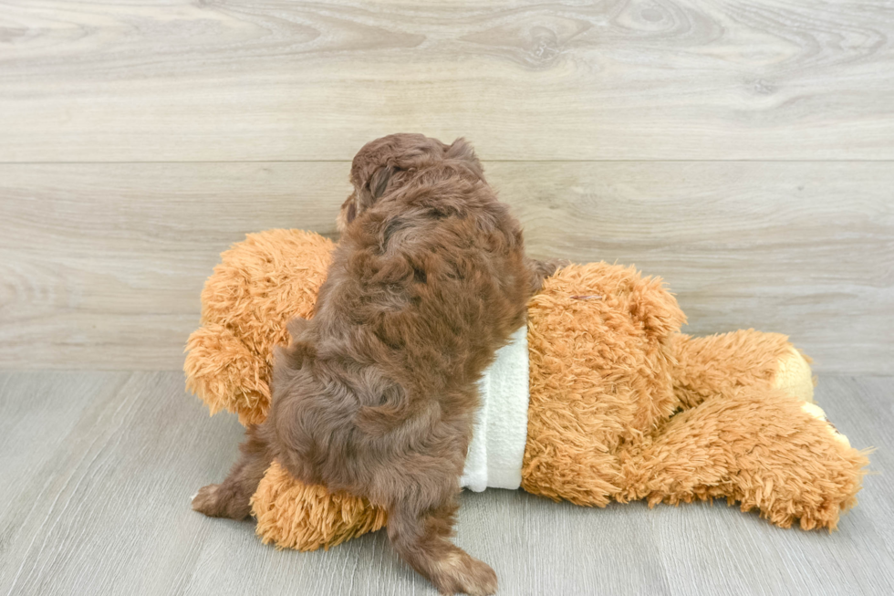 Mini Aussiedoodle Pup Being Cute