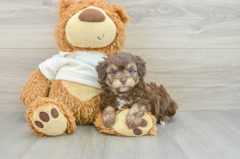 7 week old Mini Aussiedoodle Puppy For Sale - Florida Fur Babies