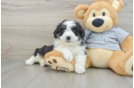 Adorable Mini Australian Shepherd X Poodle Mix Poodle Mix Puppy