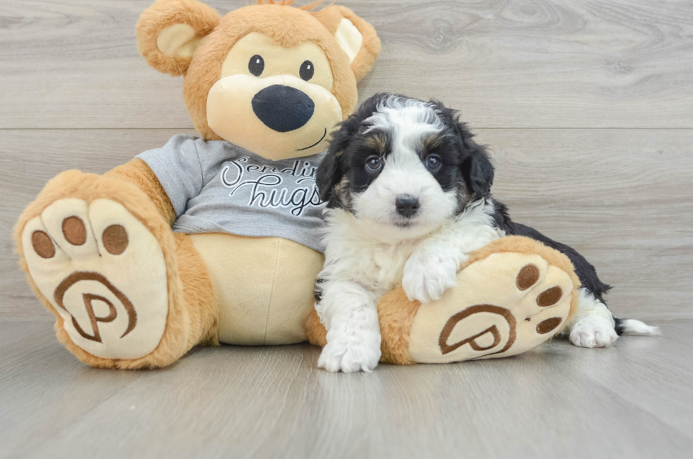 5 week old Mini Aussiedoodle Puppy For Sale - Florida Fur Babies