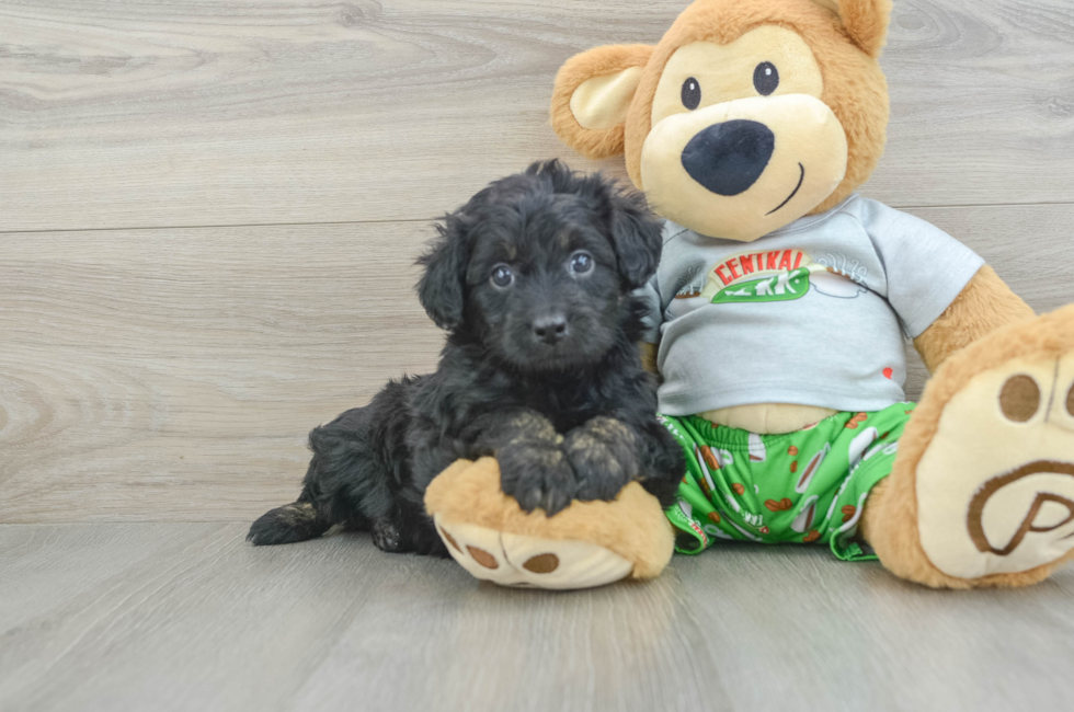 6 week old Mini Aussiedoodle Puppy For Sale - Florida Fur Babies