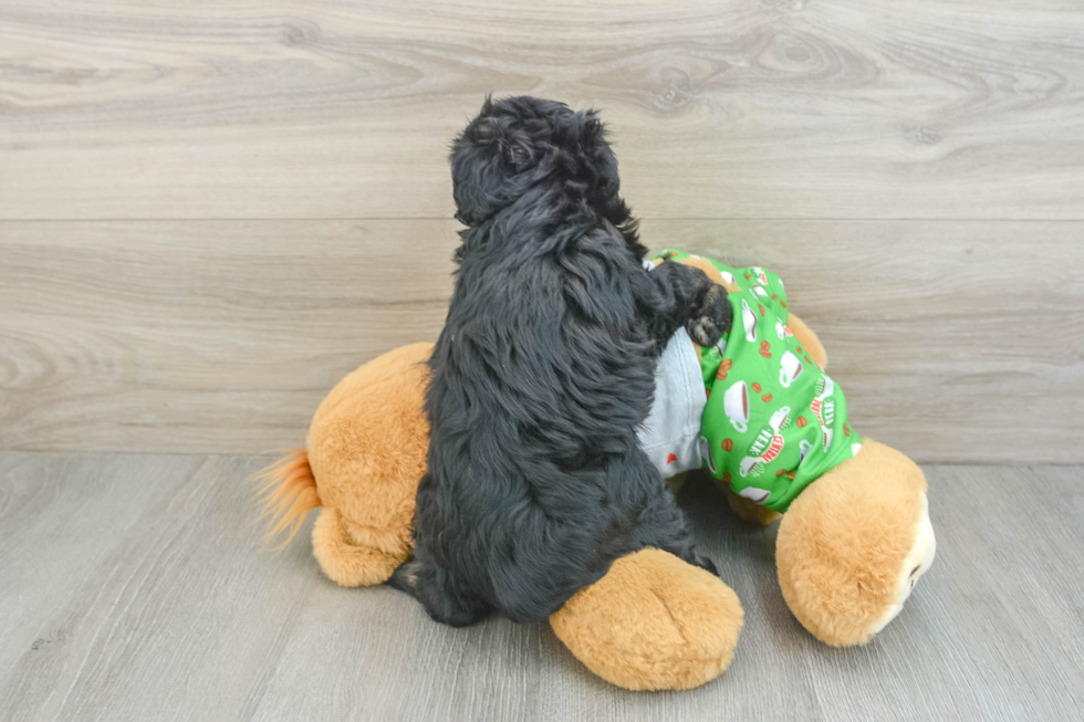 Mini Aussiedoodle Puppy for Adoption