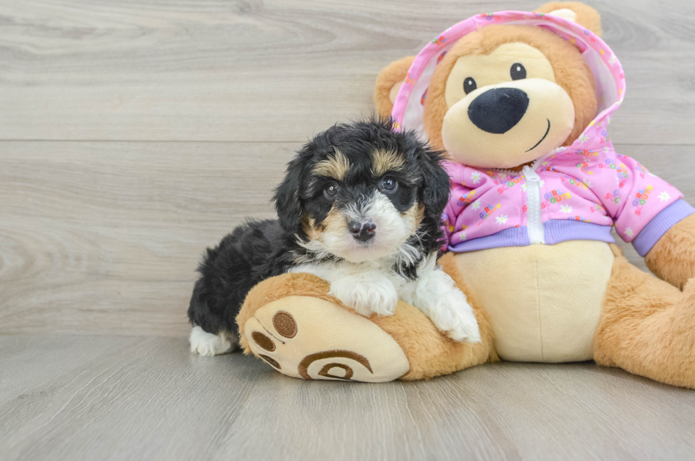 6 week old Mini Aussiedoodle Puppy For Sale - Florida Fur Babies