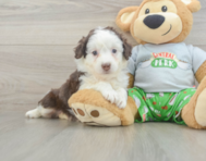 7 week old Mini Aussiedoodle Puppy For Sale - Florida Fur Babies
