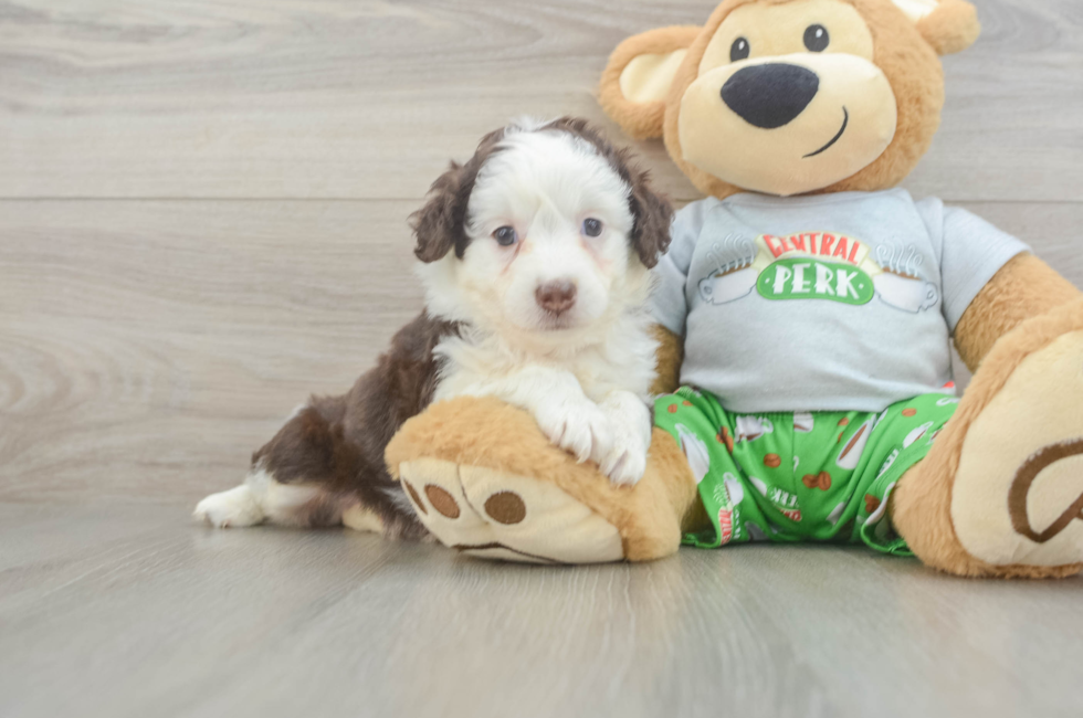 5 week old Mini Aussiedoodle Puppy For Sale - Florida Fur Babies