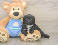 6 week old Mini Aussiedoodle Puppy For Sale - Florida Fur Babies