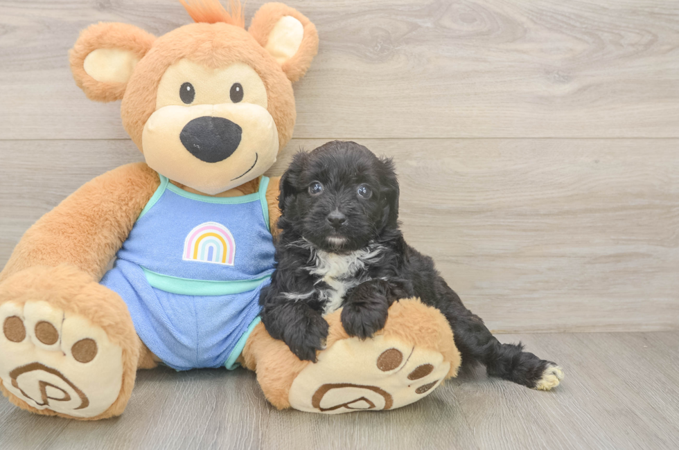 5 week old Mini Aussiedoodle Puppy For Sale - Florida Fur Babies