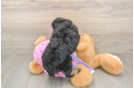 Best Mini Aussiedoodle Baby