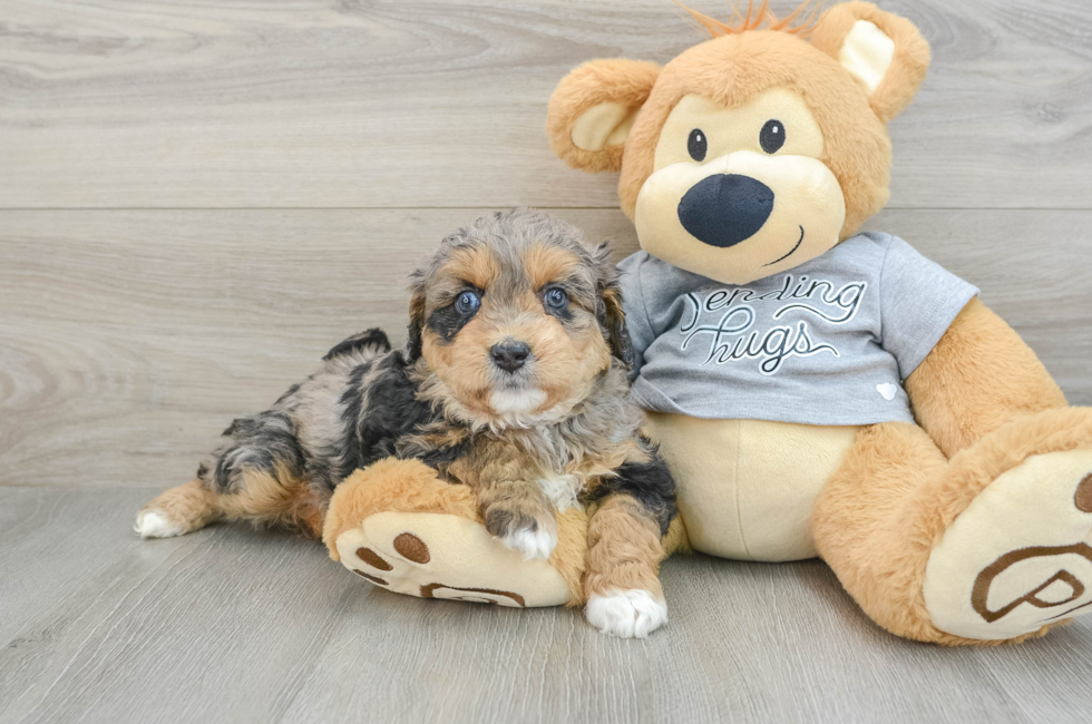 6 week old Mini Aussiedoodle Puppy For Sale - Florida Fur Babies