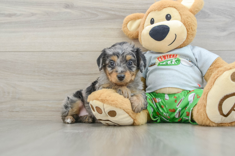 6 week old Mini Aussiedoodle Puppy For Sale - Florida Fur Babies