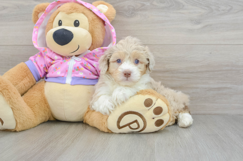 6 week old Mini Aussiedoodle Puppy For Sale - Florida Fur Babies