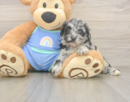 7 week old Mini Aussiedoodle Puppy For Sale - Florida Fur Babies