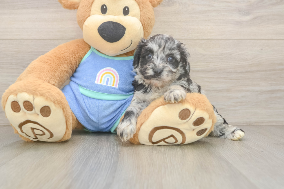 5 week old Mini Aussiedoodle Puppy For Sale - Florida Fur Babies
