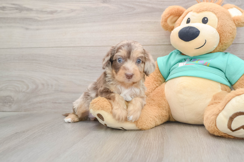 Mini Aussiedoodle Puppy for Adoption