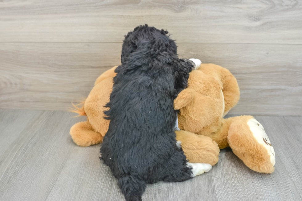 Small Mini Aussiedoodle Baby