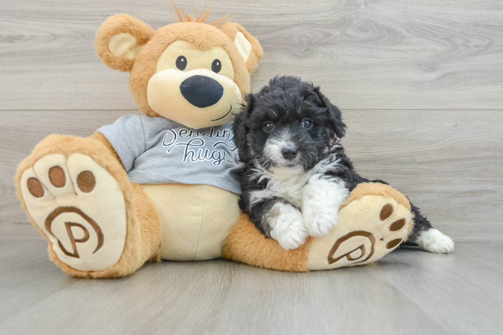 Adorable Mini Australian Shepherd X Poodle Mix Poodle Mix Puppy