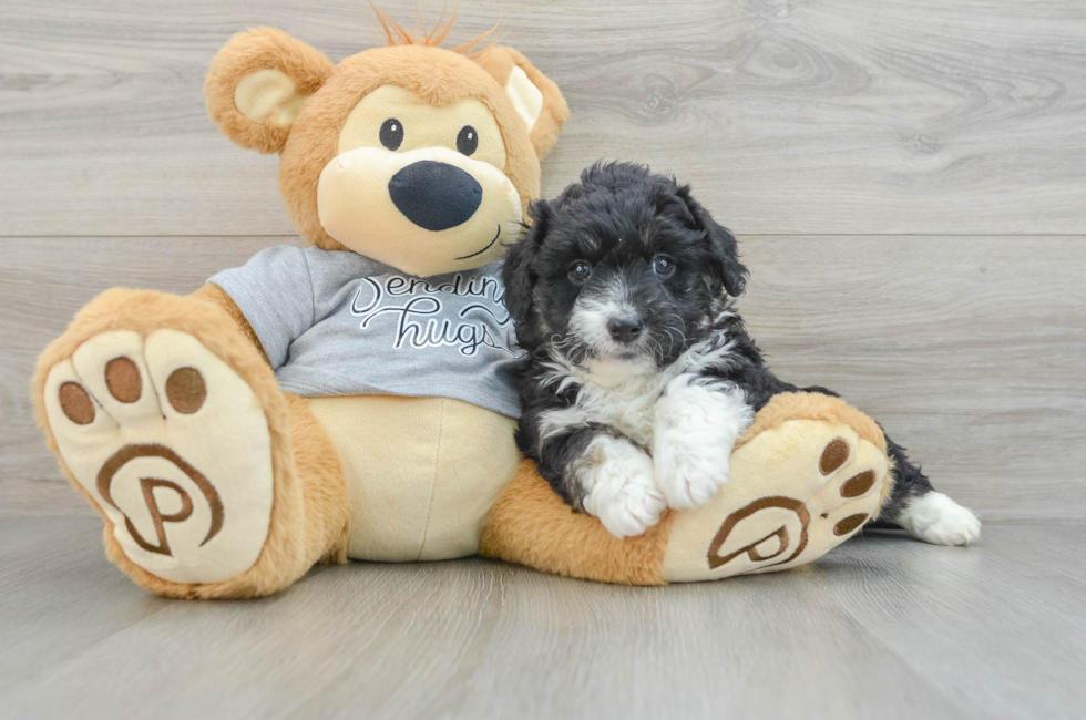 5 week old Mini Aussiedoodle Puppy For Sale - Florida Fur Babies