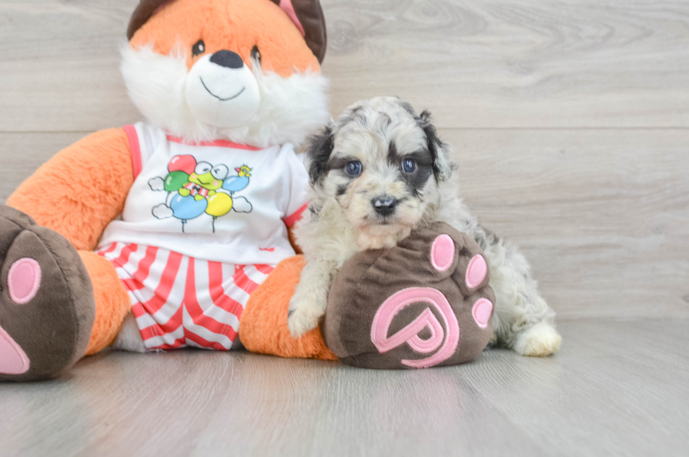 5 week old Mini Aussiedoodle Puppy For Sale - Florida Fur Babies