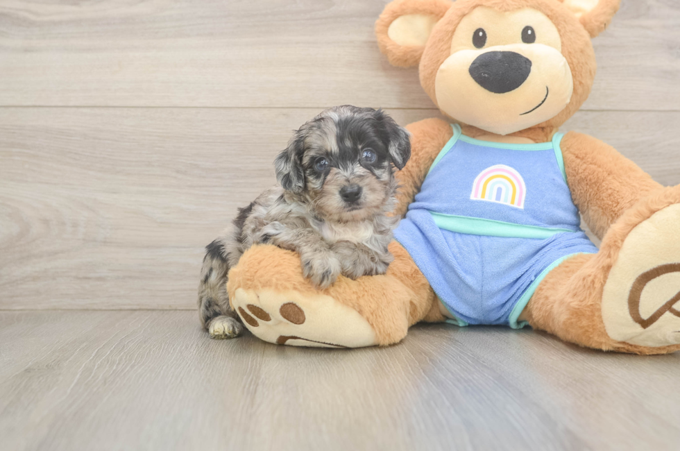 5 week old Mini Aussiedoodle Puppy For Sale - Florida Fur Babies