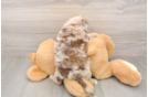 Mini Aussiedoodle Puppy for Adoption