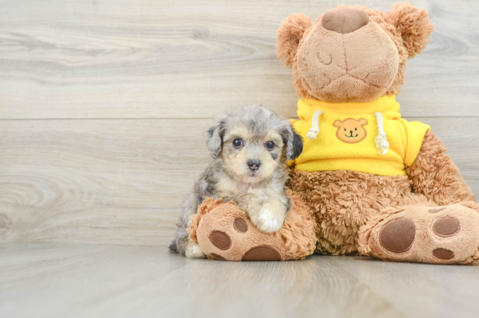 8 week old Mini Aussiedoodle Puppy For Sale - Florida Fur Babies