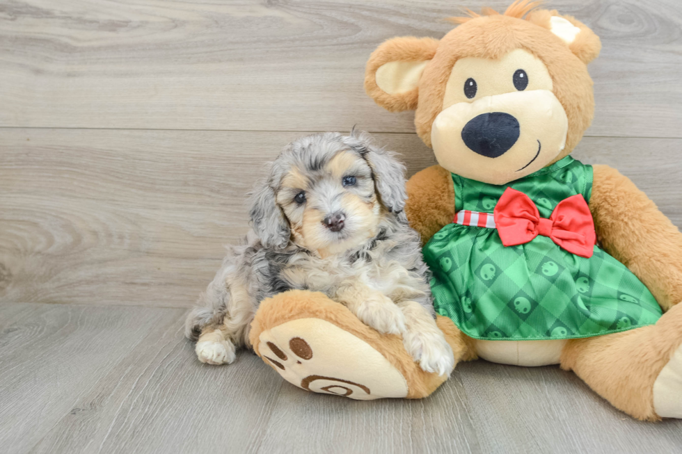 Funny Mini Aussiedoodle Poodle Mix Pup