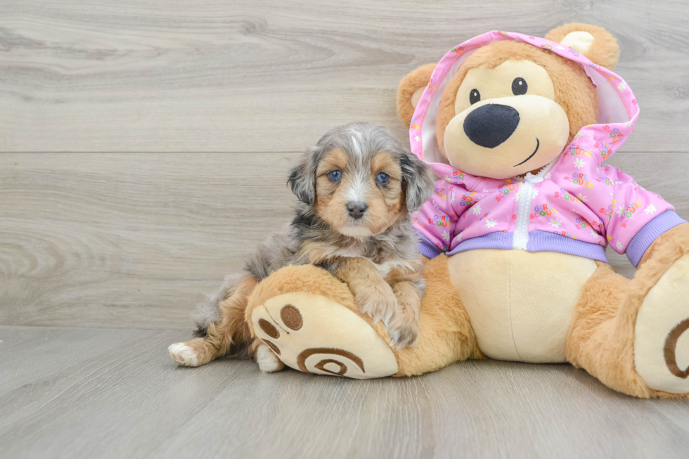 Hypoallergenic Aussiepoo Poodle Mix Puppy