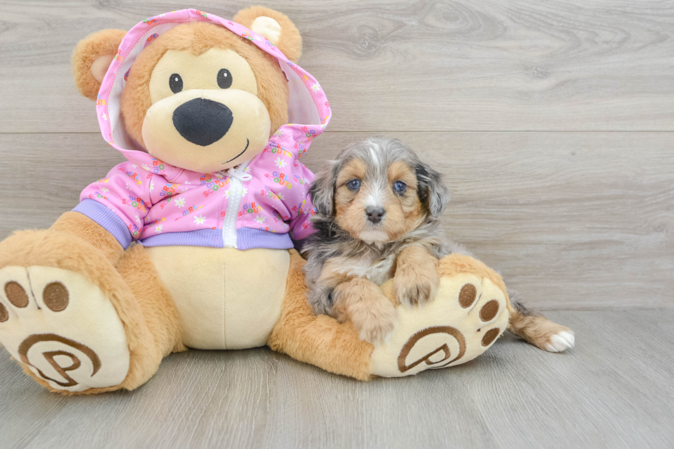 Petite Mini Aussiedoodle Poodle Mix Pup