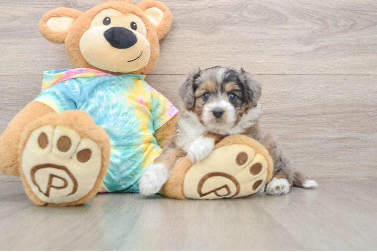 Small Mini Aussiedoodle Baby