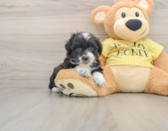 8 week old Mini Aussiedoodle Puppy For Sale - Florida Fur Babies