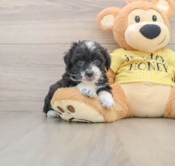 10 week old Mini Aussiedoodle Puppy For Sale - Florida Fur Babies