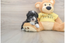 Best Mini Aussiedoodle Baby